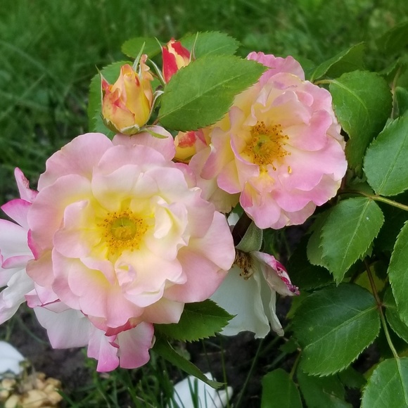 Meet your Posher, Dusty - Picture 1 of 1